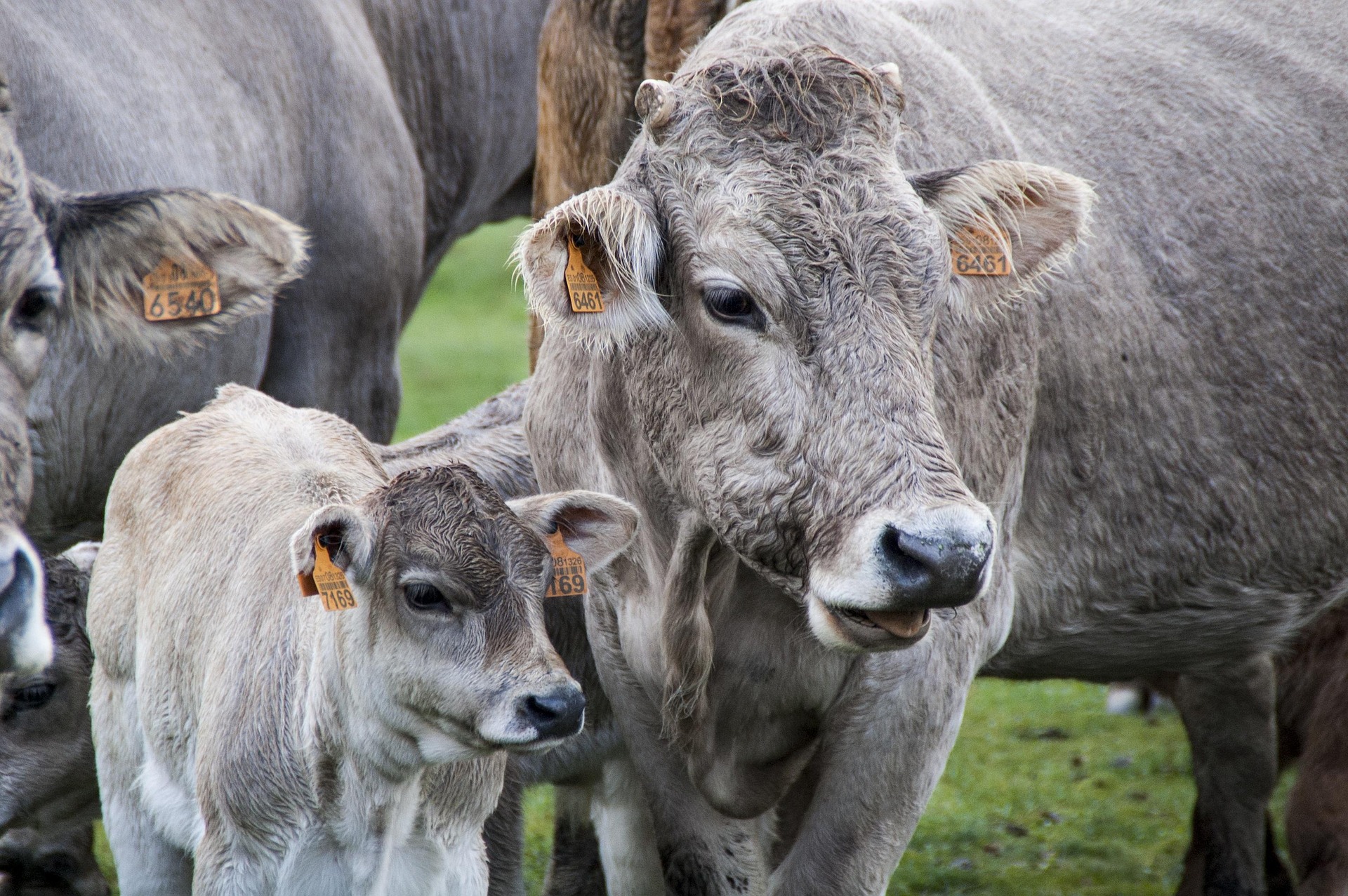 Animal Health